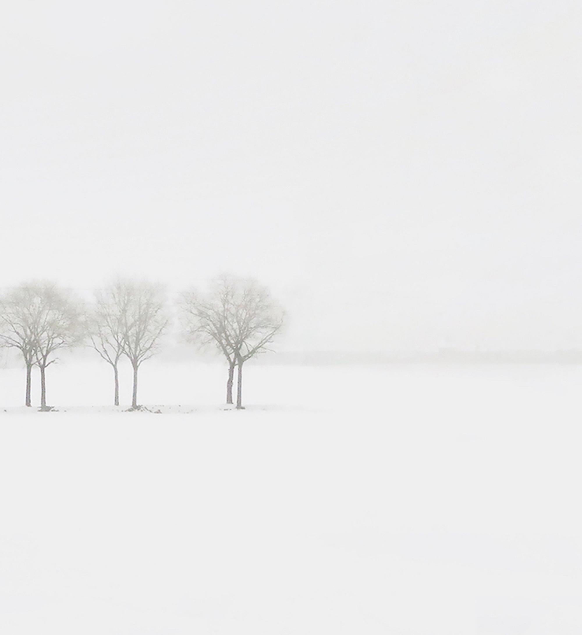 S AL 15-15 von Riccardo Varini - Landschaftsfotografie, Winter, Schnee, Baum, Italien 4