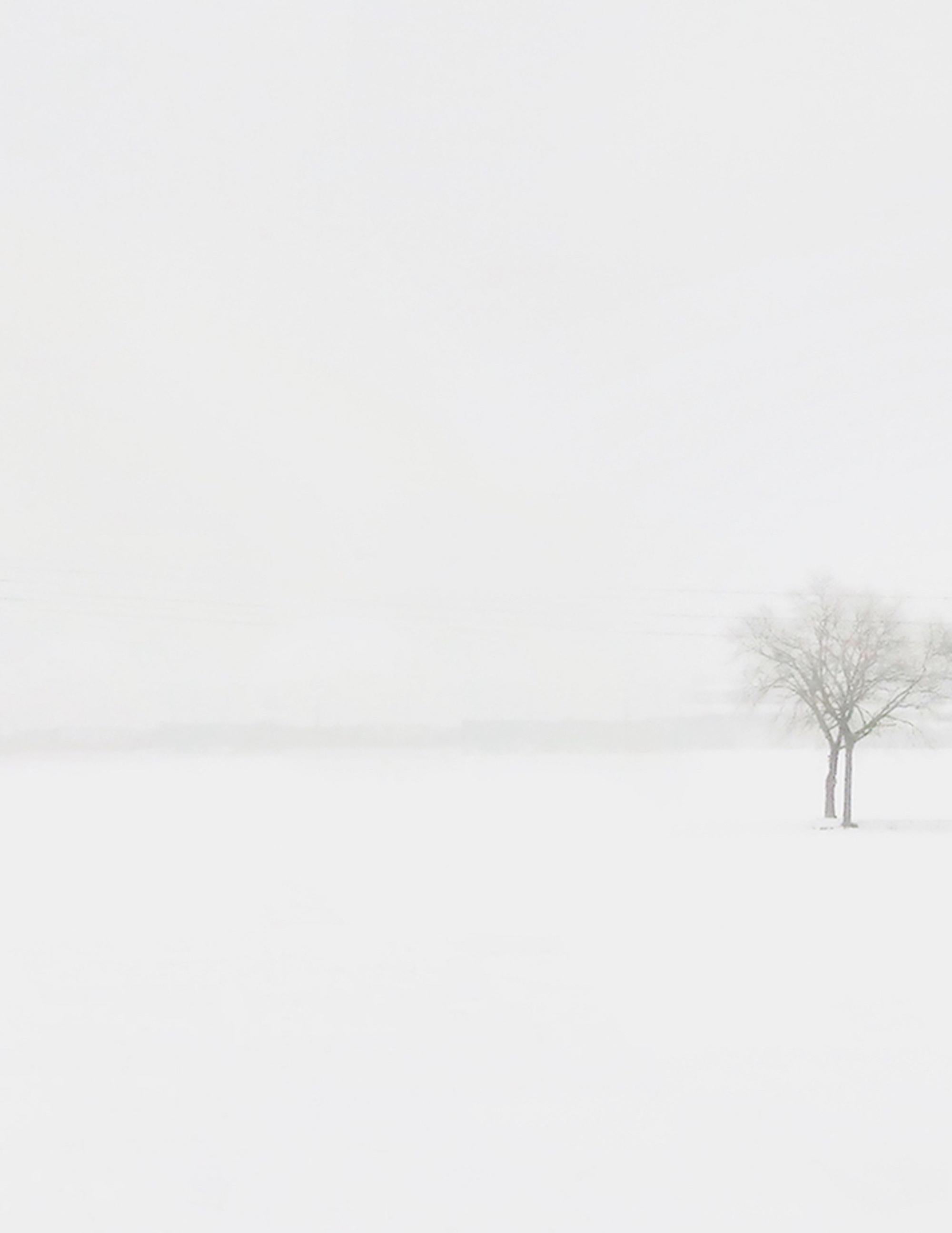 S AL 15-15 von Riccardo Varini - Landschaftsfotografie, Winter, Schnee, Baum, Italien 5