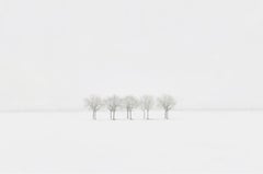 S AL 15-15 von Riccardo Varini - Landschaftsfotografie, Winter, Schnee, Baum, Italien