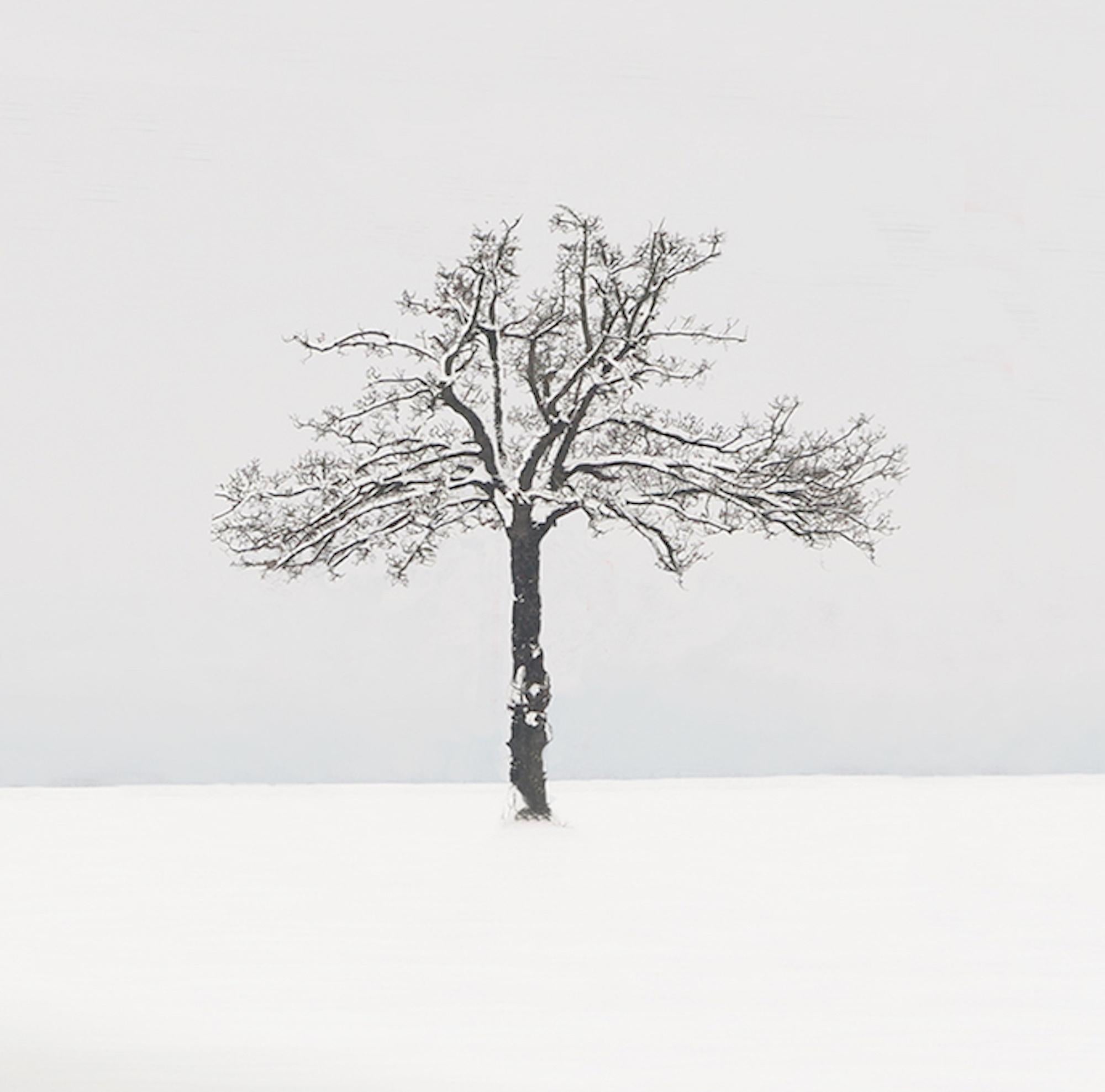 VI 03-22 by Riccardo Varini - Landscape photography, winter, snow, trees, Italy 8
