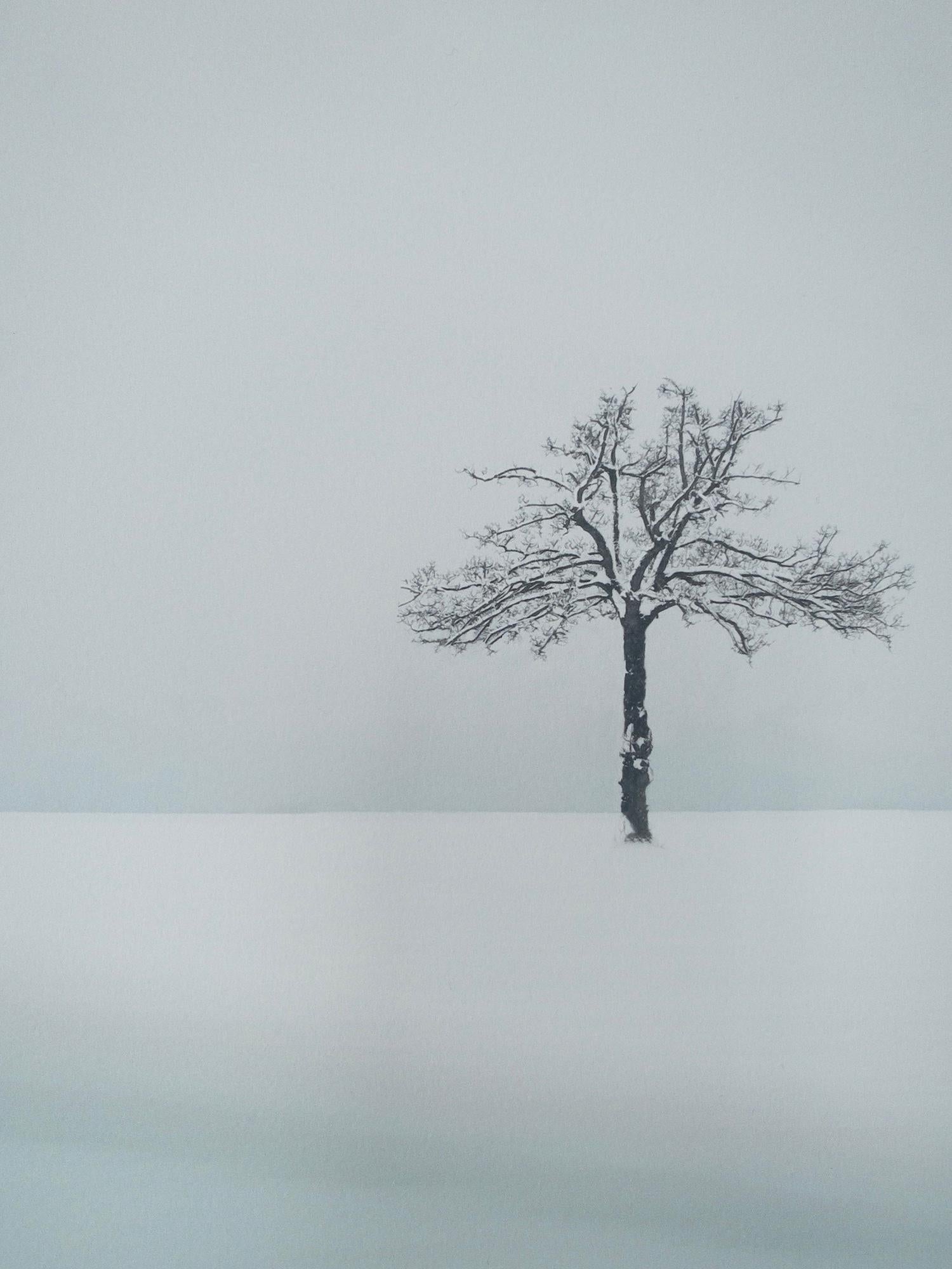 VI 03-22 by Riccardo Varini - Landscape photography, winter, snow, trees, Italy 6