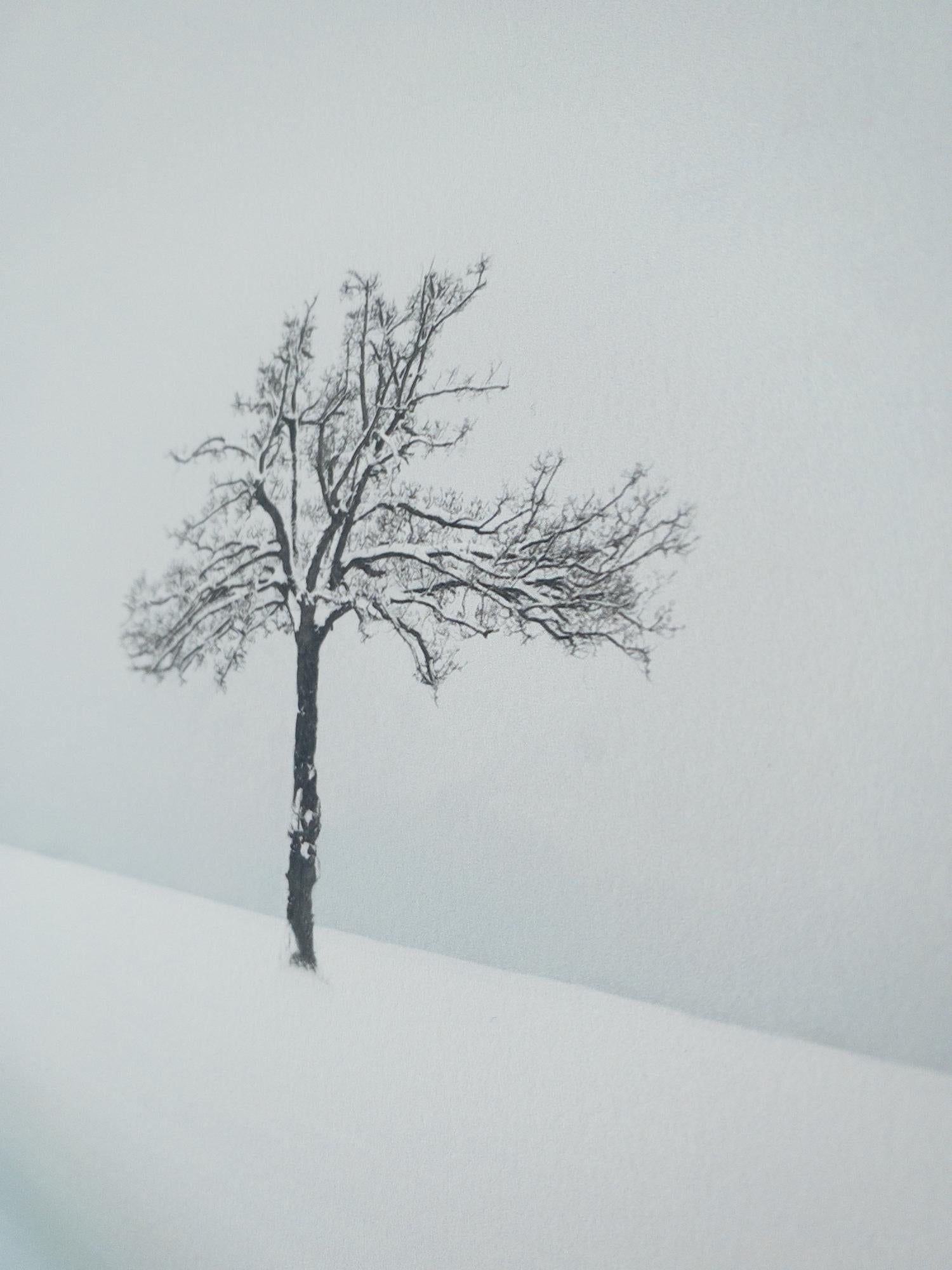 VI 03-22 by Riccardo Varini - Landscape photography, winter, snow, trees, Italy 7
