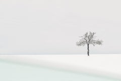 VI 03-22 by Riccardo Varini - Landscape photography, winter, snow, trees, Italy