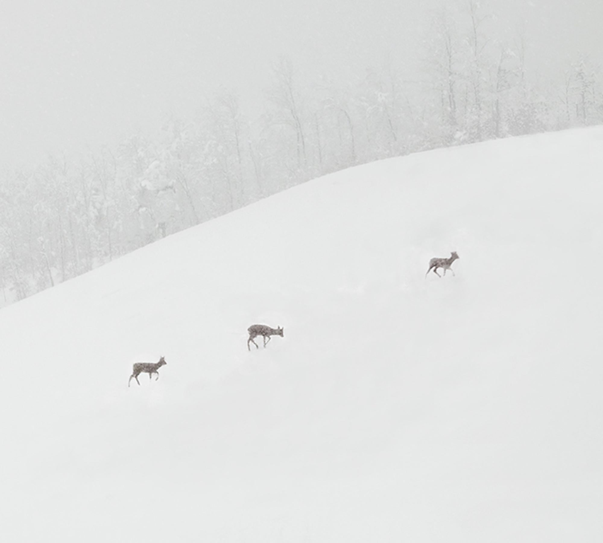 Riccardo Varini: VI 04-22, Landschaftsfotografie, Winter, Schnee, Hirsch, Italien 3