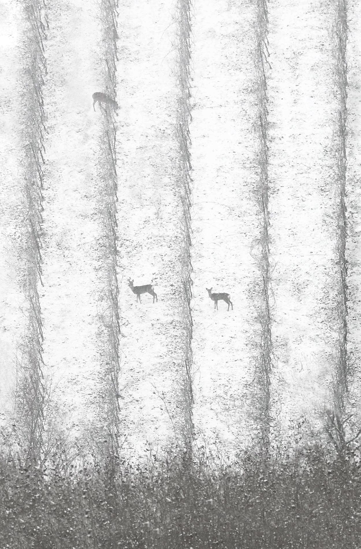 VI 12-22 est une photographie en édition limitée de l
artiste contemporain français Riccardo Varini. 

Cette photographie est vendue non encadrée en tant que tirage uniquement. Il est disponible en une seule taille :
*45 × 30 cm (17.7 × 11.8 in),