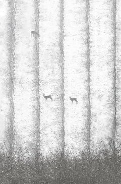 VI 12-22 de Riccardo Varini - Photographie de paysage, hiver, neige, cerfs, Italie