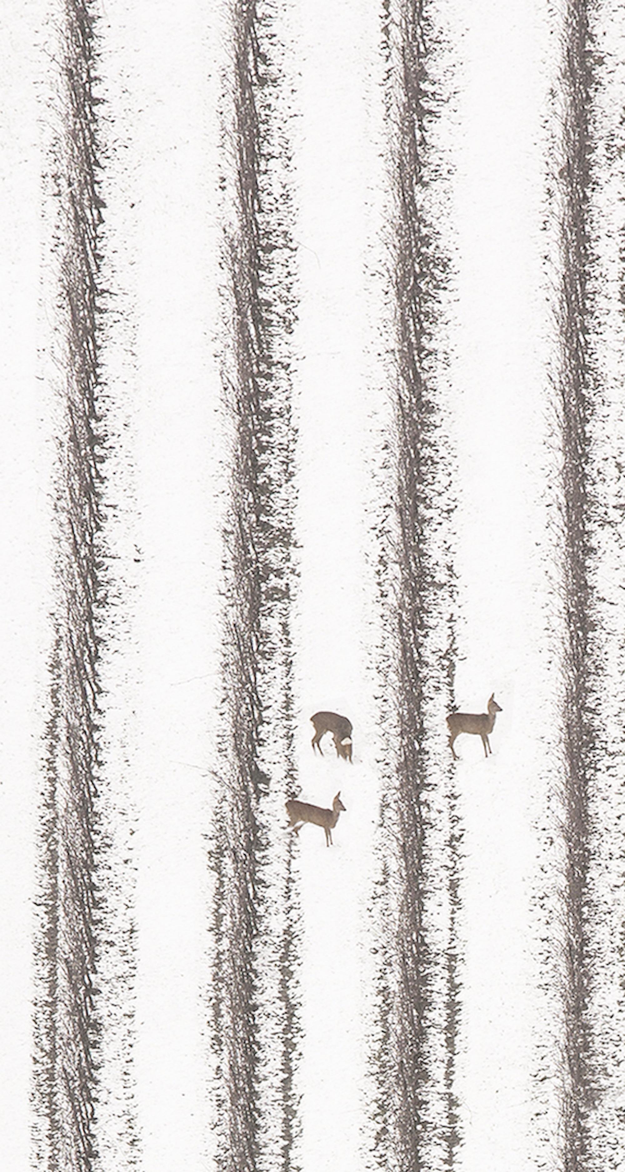 VI 13-22 de Riccardo Varini - Fotografía de paisaje, invierno, nieve, ciervos, Italia 3