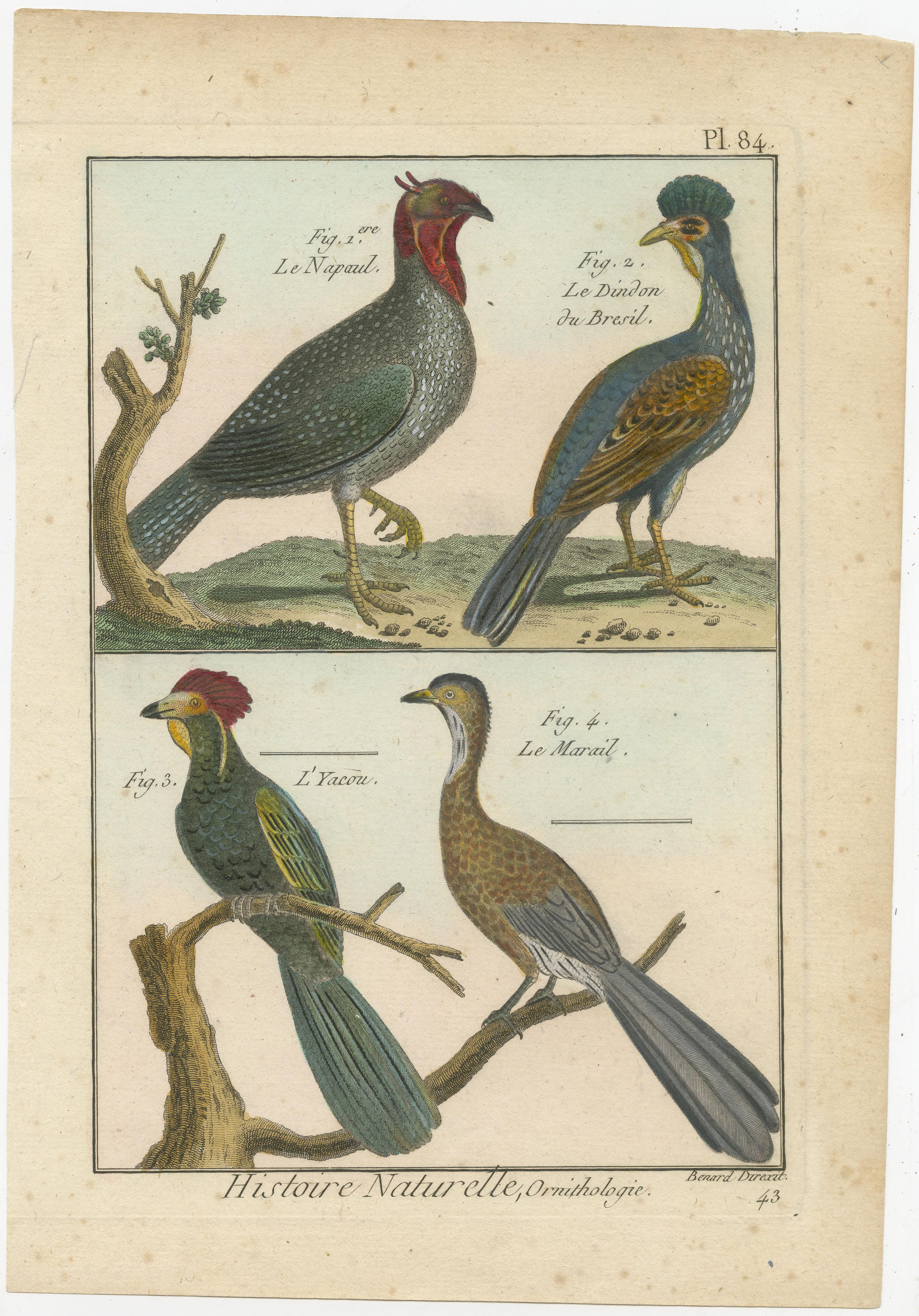Eine authentische perfekte und helle, ursprünglich handkolorierte Illustration von vier Vögeln, auf Pergamentpapier (Kupferstich). Es hat einen feinen Glanz durch das authentisch aufgetragene Eigelb als Firnis. Der Künstler ist Robert Bernard