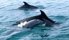 Laguna Dolphins