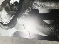 1978 After Richard Avedon 'Dovima with Elephants' Photography Offset Lithograph