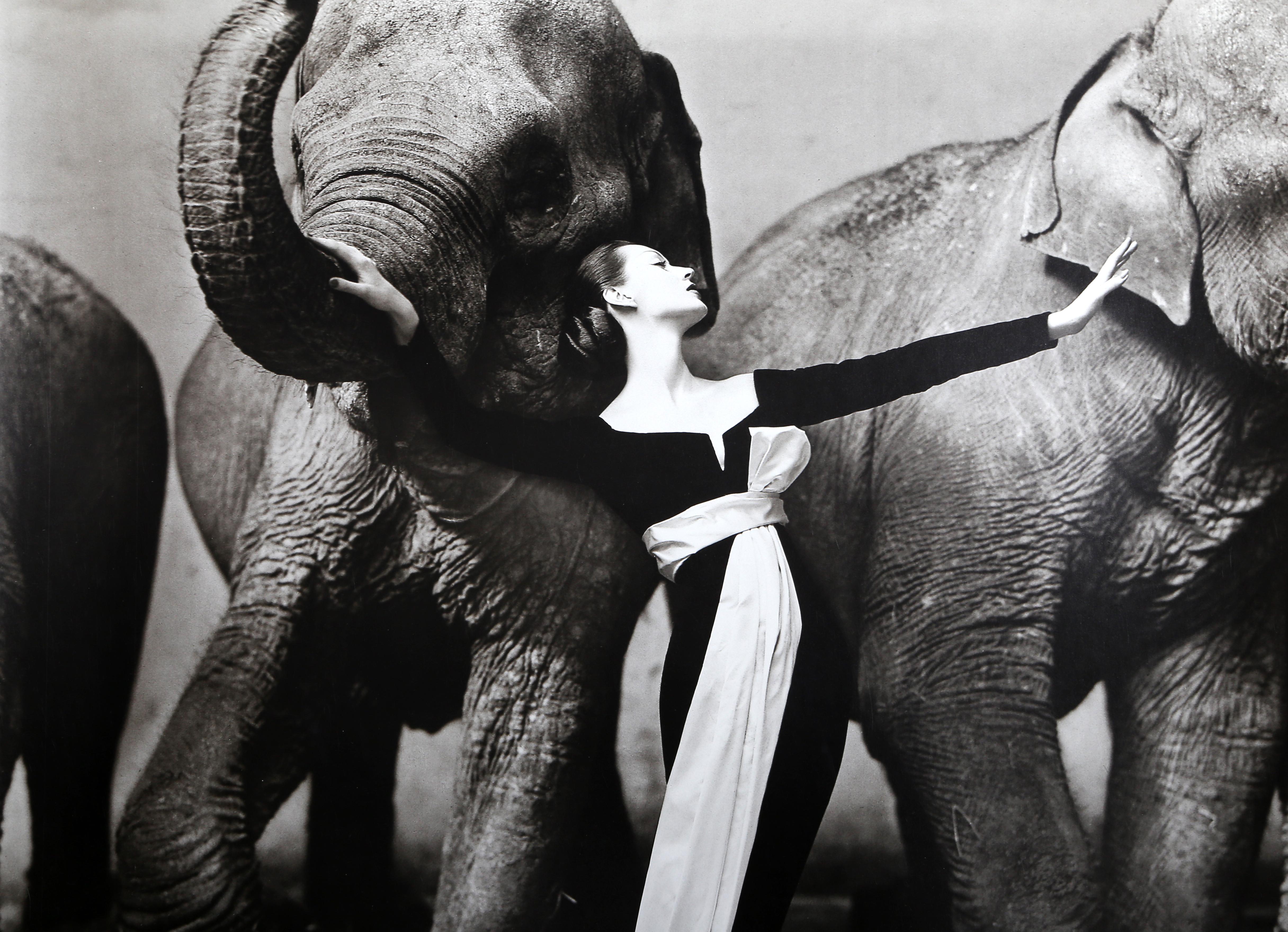 richard avedon elephant