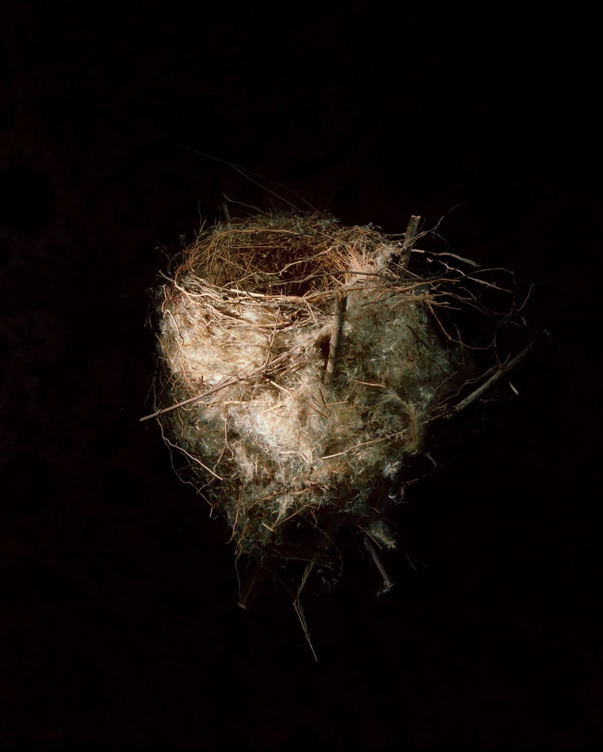 Long Tailed Shrike, 2000 / bird nest - Photograph by Richard Barnes