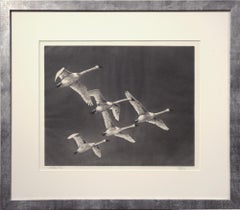 Whistling Swan, Etching, Birds, Waterfowl, Black and White