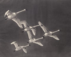 Whistling Swan, Etching, Birds, Waterfowl, Black and White