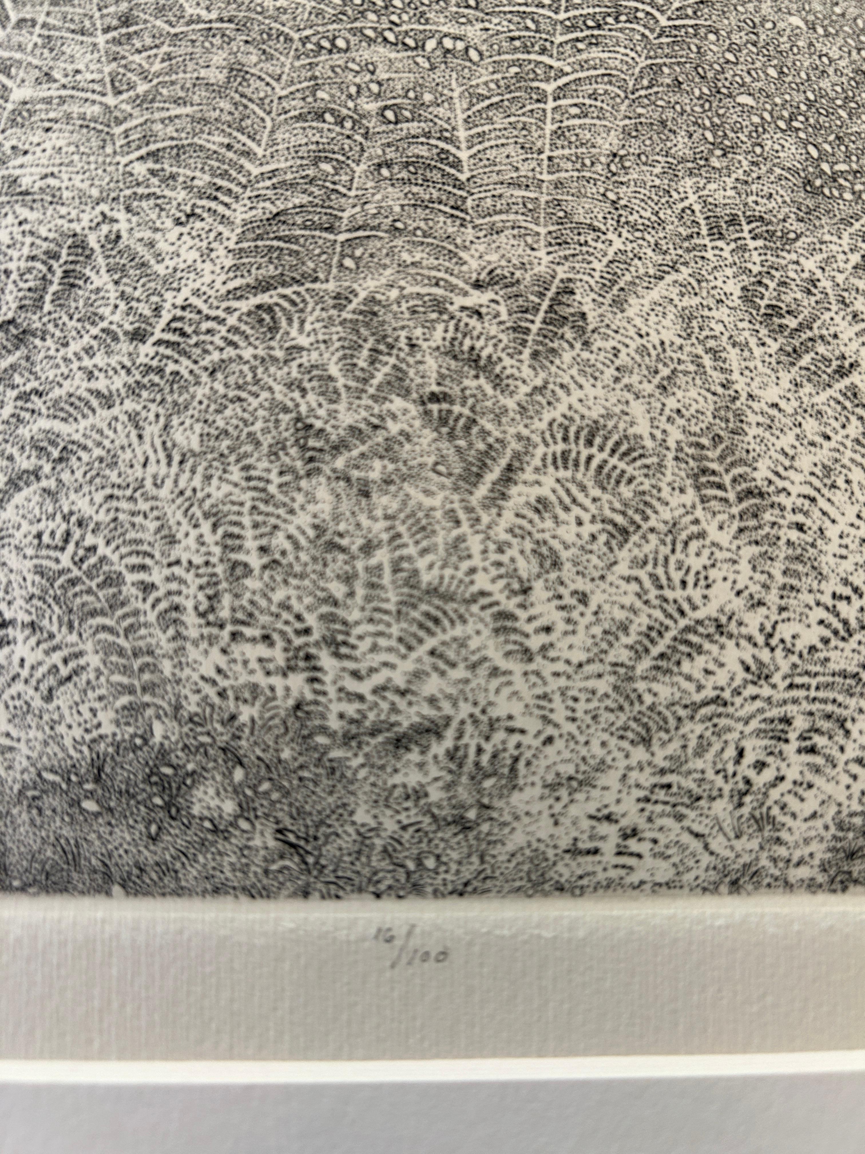 Richard Claude Ziemann (American, b 1932)
'Ferns' 1978-79
Etching on wove paper
Edition 16/100
Titled in pencil lower left
Signed and dated in pencil lower right
Image (plate) : 10in. H x 11 3/4in. L
Overall: 15in H x 16in L
With mat: 16in H x 18in