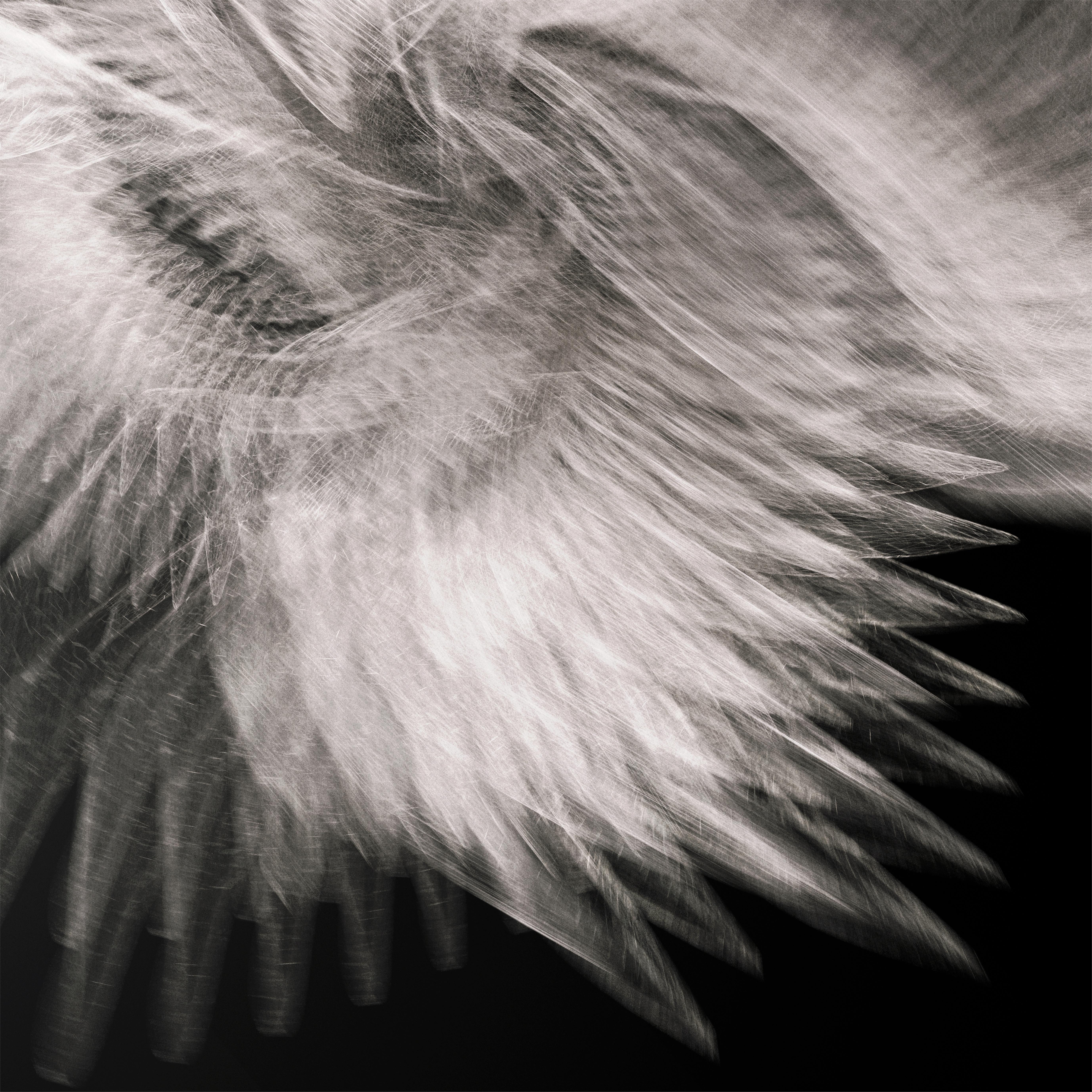 Icarus by Richard Devonshire, 3D rendering, Limited Edition