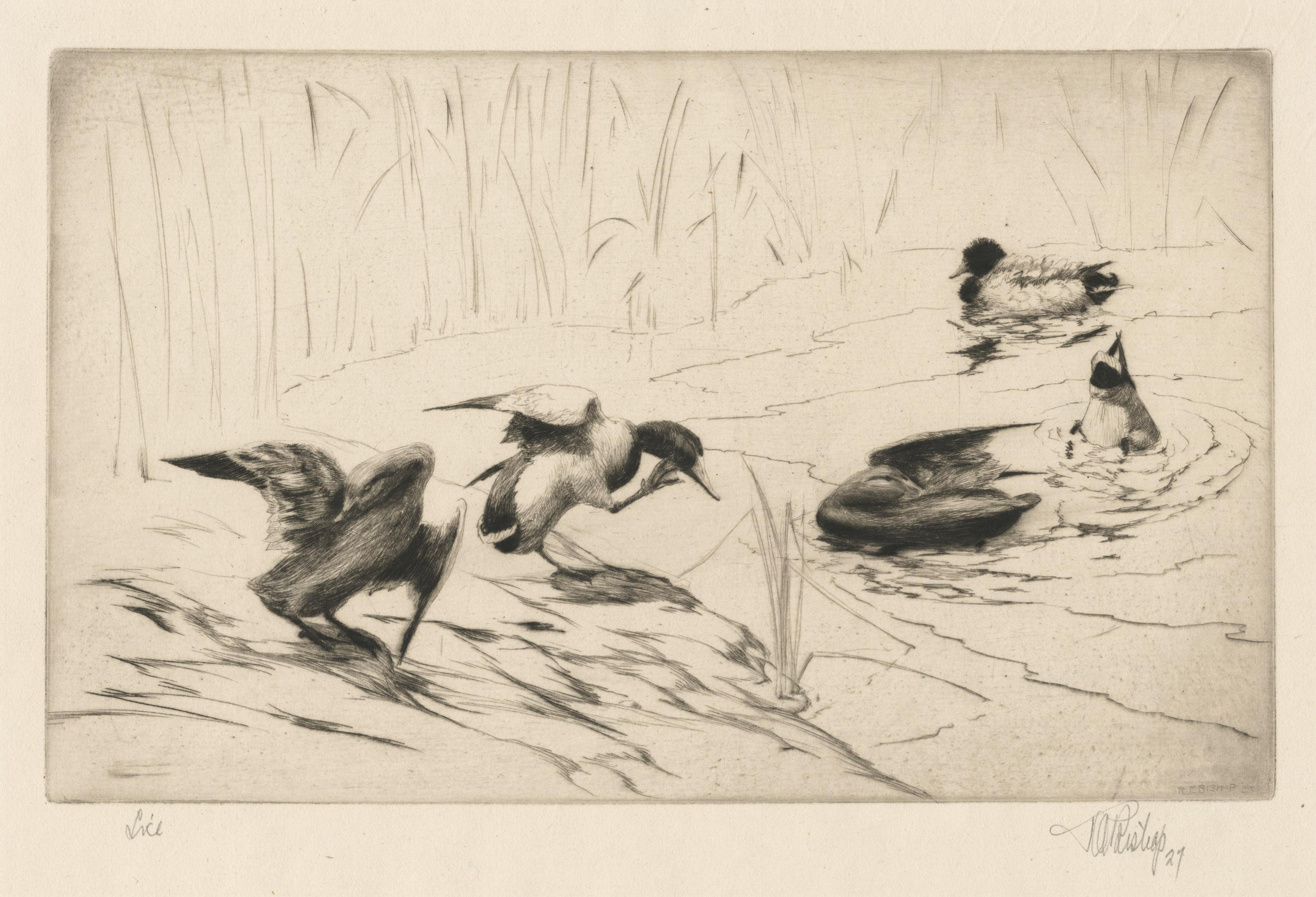 Richard E.  Bishop Animal Print – Läuse