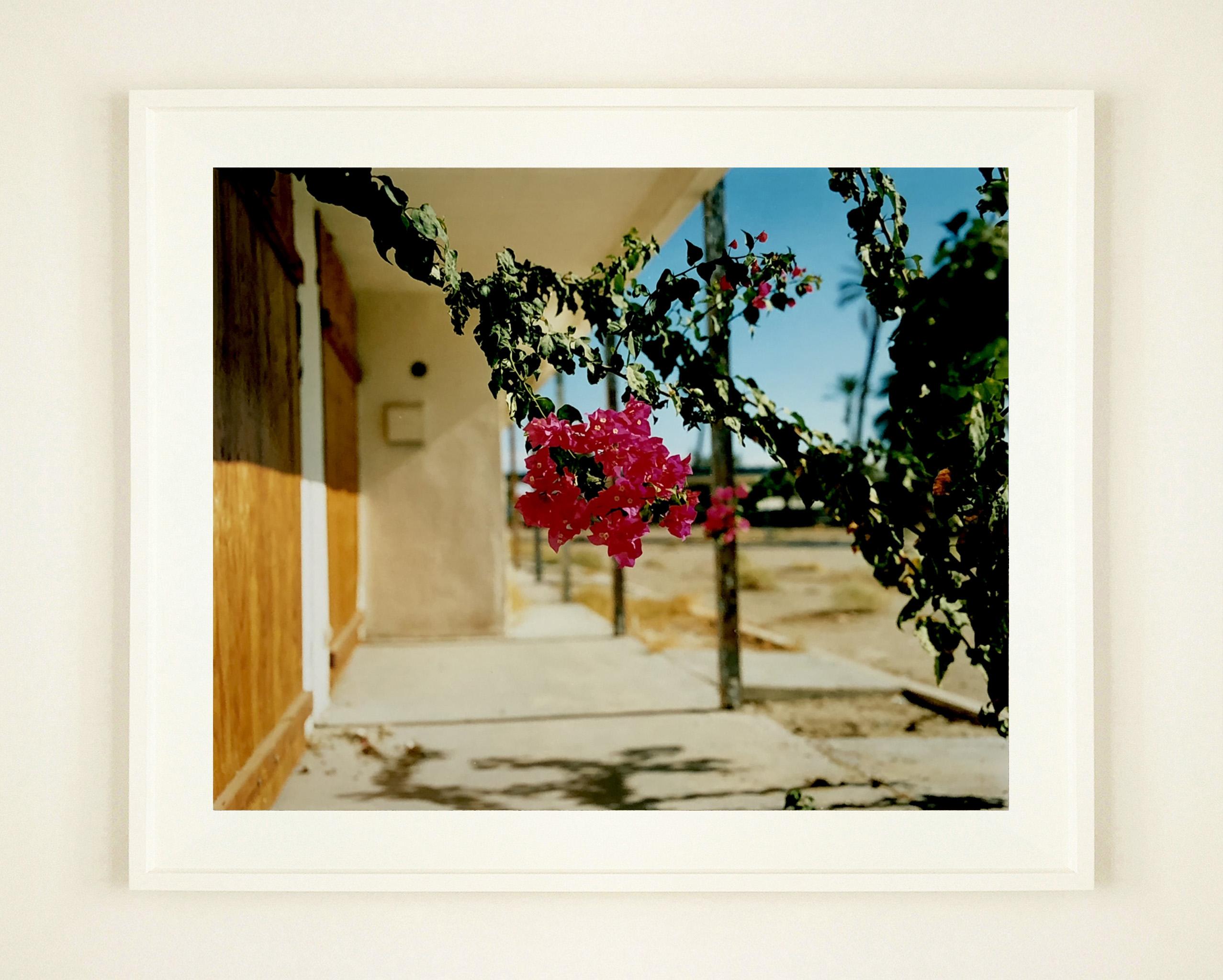Bougainvillea, North Shore Motel, Salton Sea, California - Floral Photograph For Sale 1