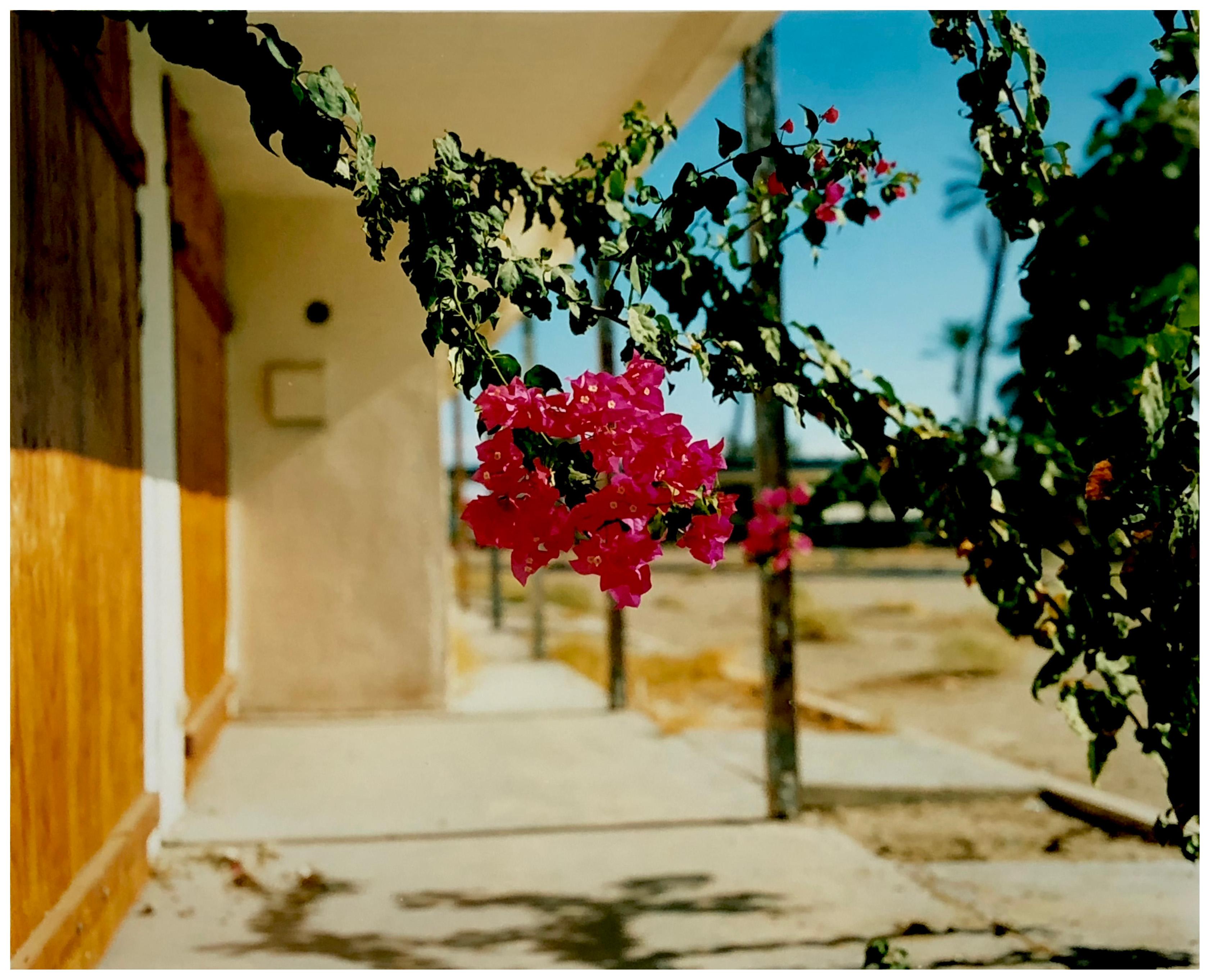Richard Heeps Color Photograph - Bougainvillea, North Shore Motel, Salton Sea, California - Floral Photograph