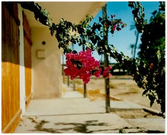Bougainvillea, North Shore Motel, Salton Sea, Californie - Photographie florale