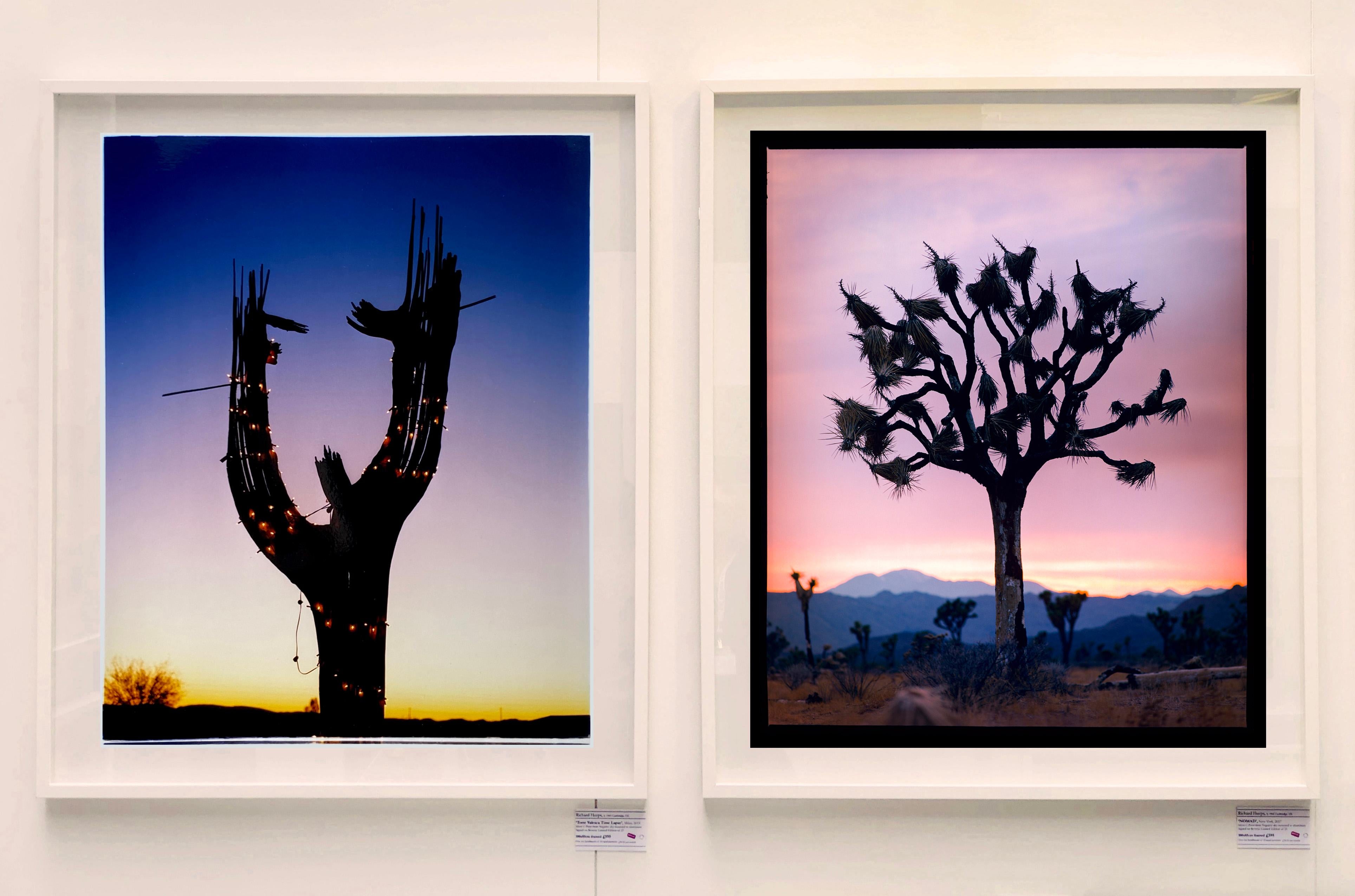 Cactus, Ajo, Arizona – amerikanische Landschaftsfarbenfotografie (Violett), Color Photograph, von Richard Heeps