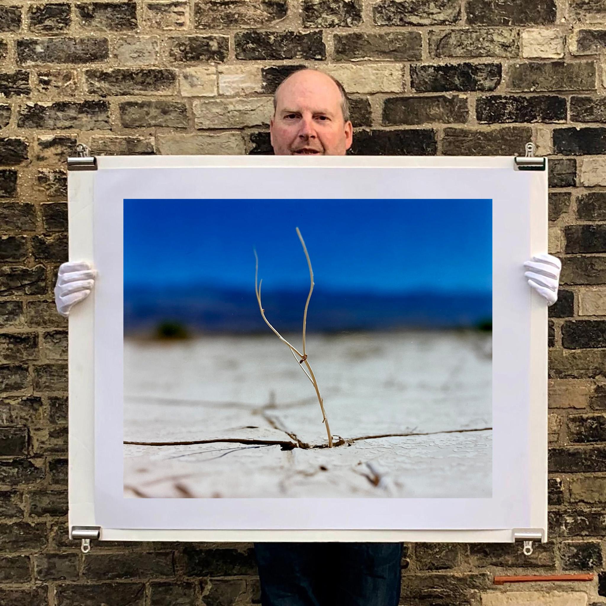 'Florescence', photograph from Richard Heeps' 'Dream in Colour' series taken in Panamint Valley, Death Valley National Park, California. This minimal landscape photograph uses a shallow depth of field emphasises a lone twig, a small sign of life,