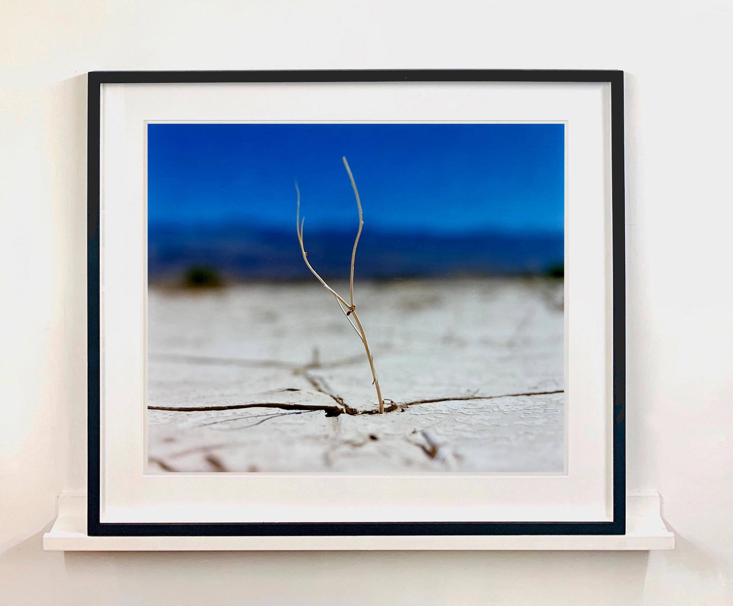 Blütenpracht, Panamint Valley, Death Valley National Park - Nature Fotografie (Zeitgenössisch), Photograph, von Richard Heeps