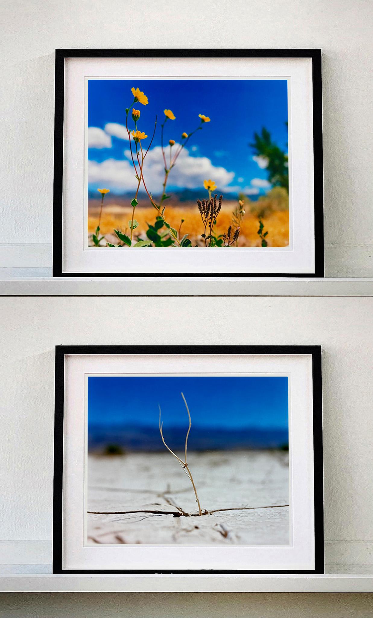 Blütenpracht, Panamint Valley, Death Valley National Park - Nature Fotografie im Angebot 1