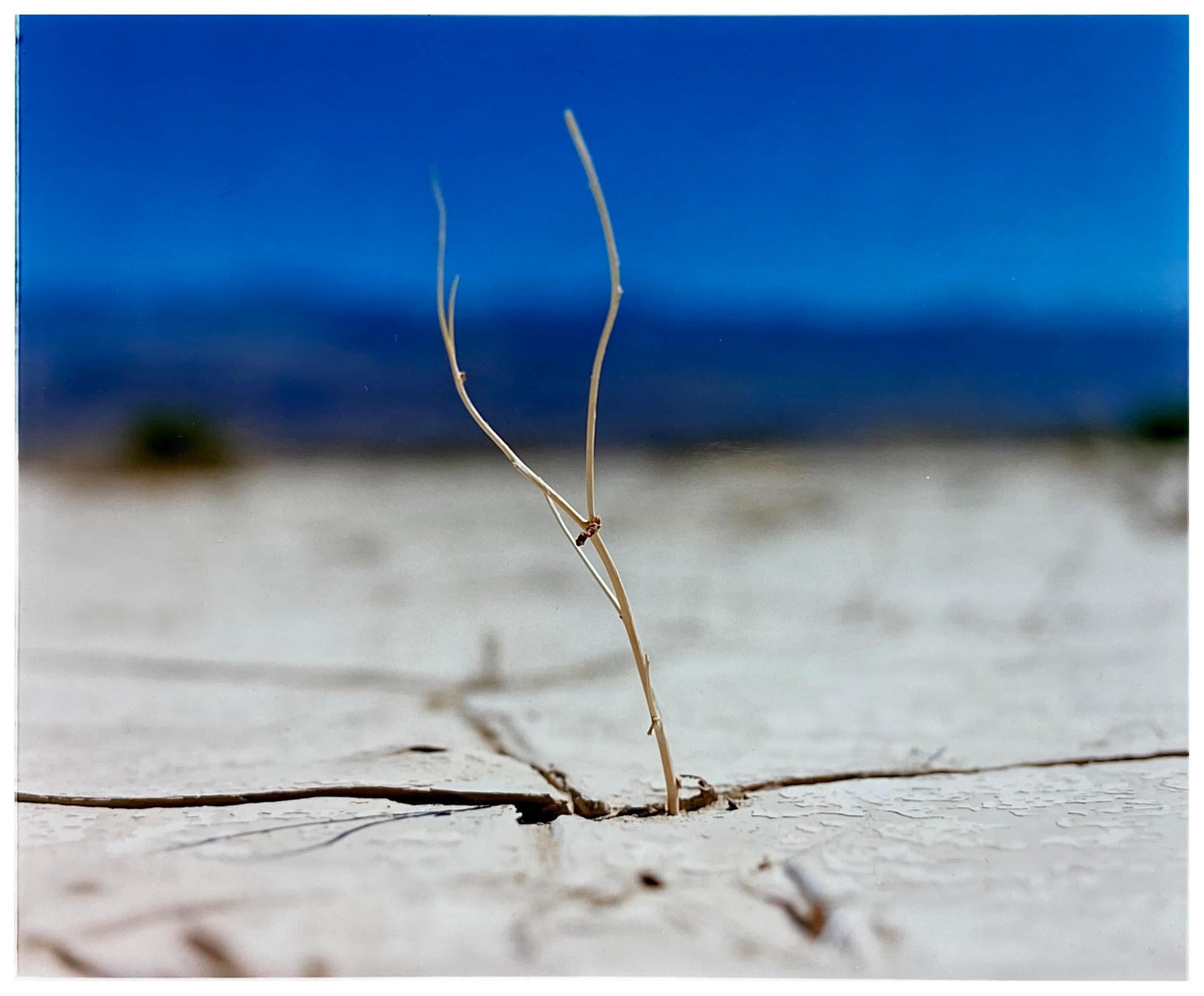 Florescence, Panamint Valley, Death Valley National Park - Nature Photography