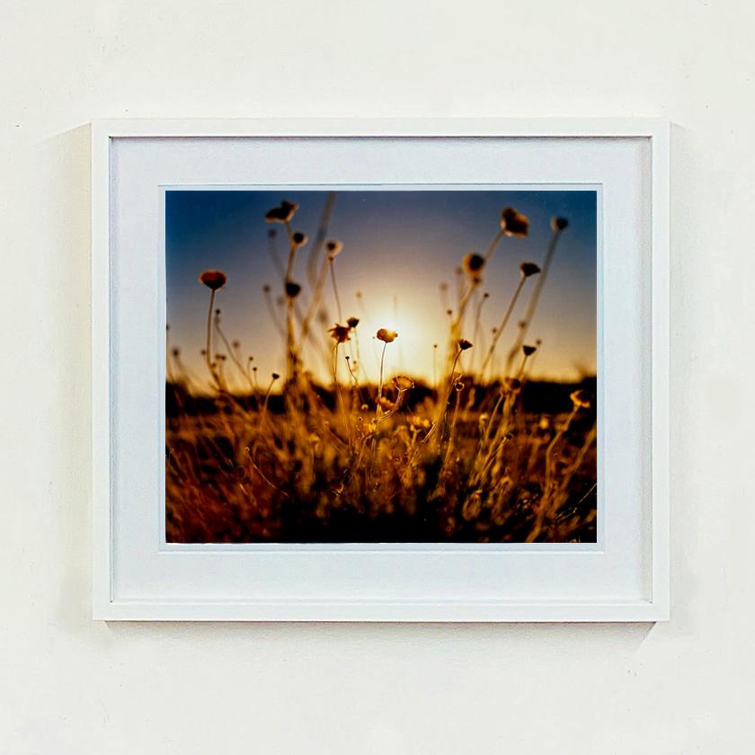 Quatre photographies de nature encadrées en vente 7