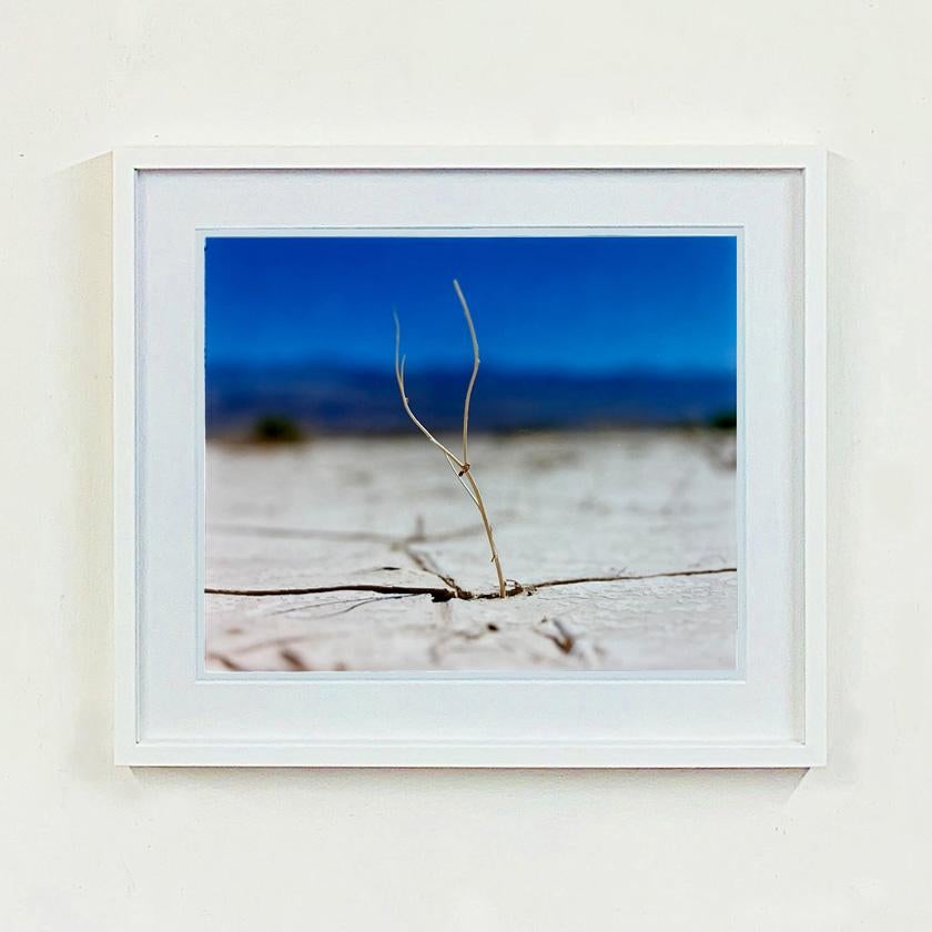 Quatre photographies de nature encadrées en vente 8