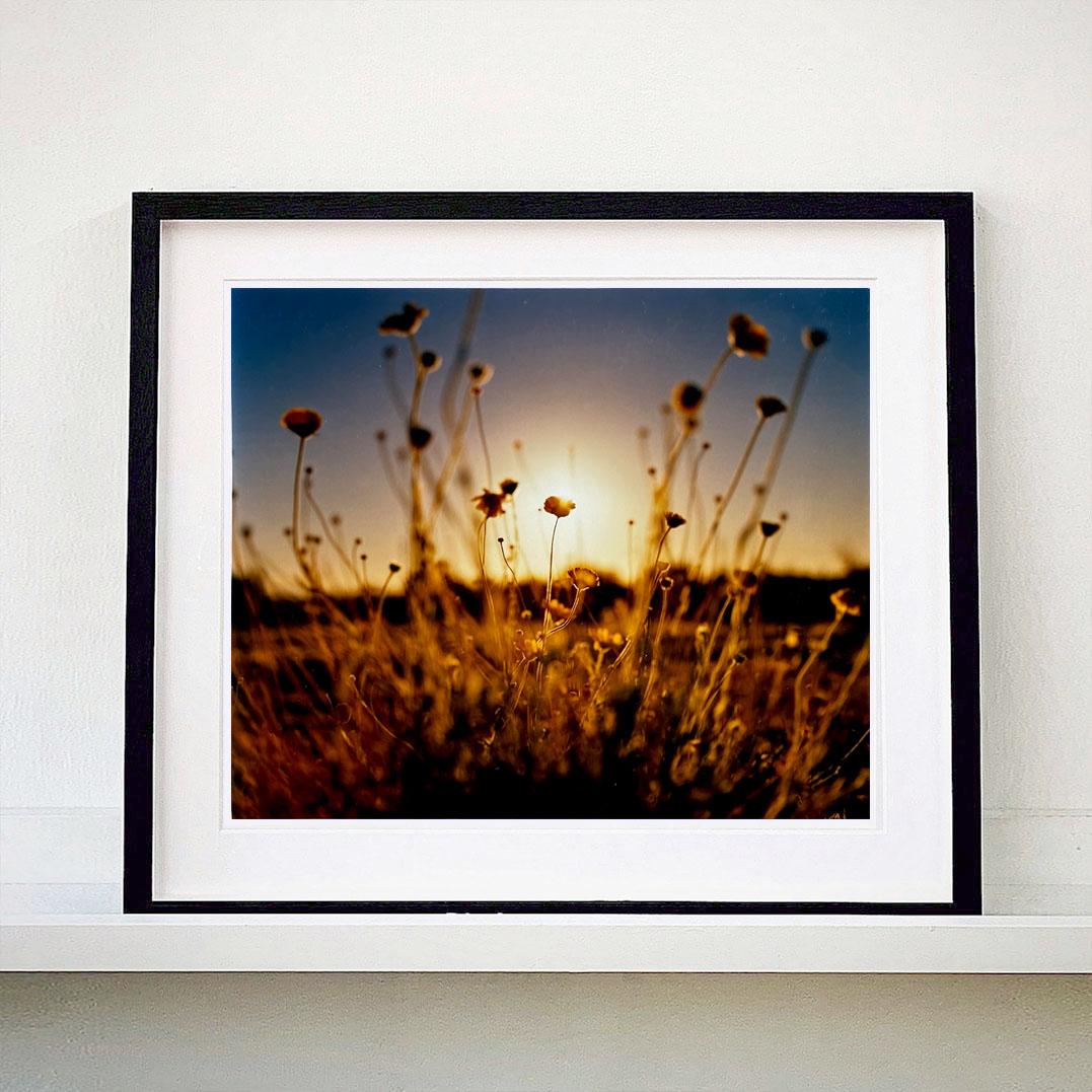 Quatre photographies de nature encadrées en vente 3