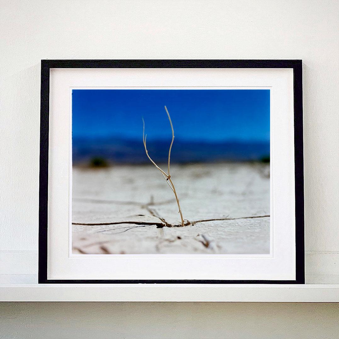Quatre photographies de nature encadrées en vente 4