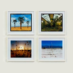 Four Framed Nature Photographs 
