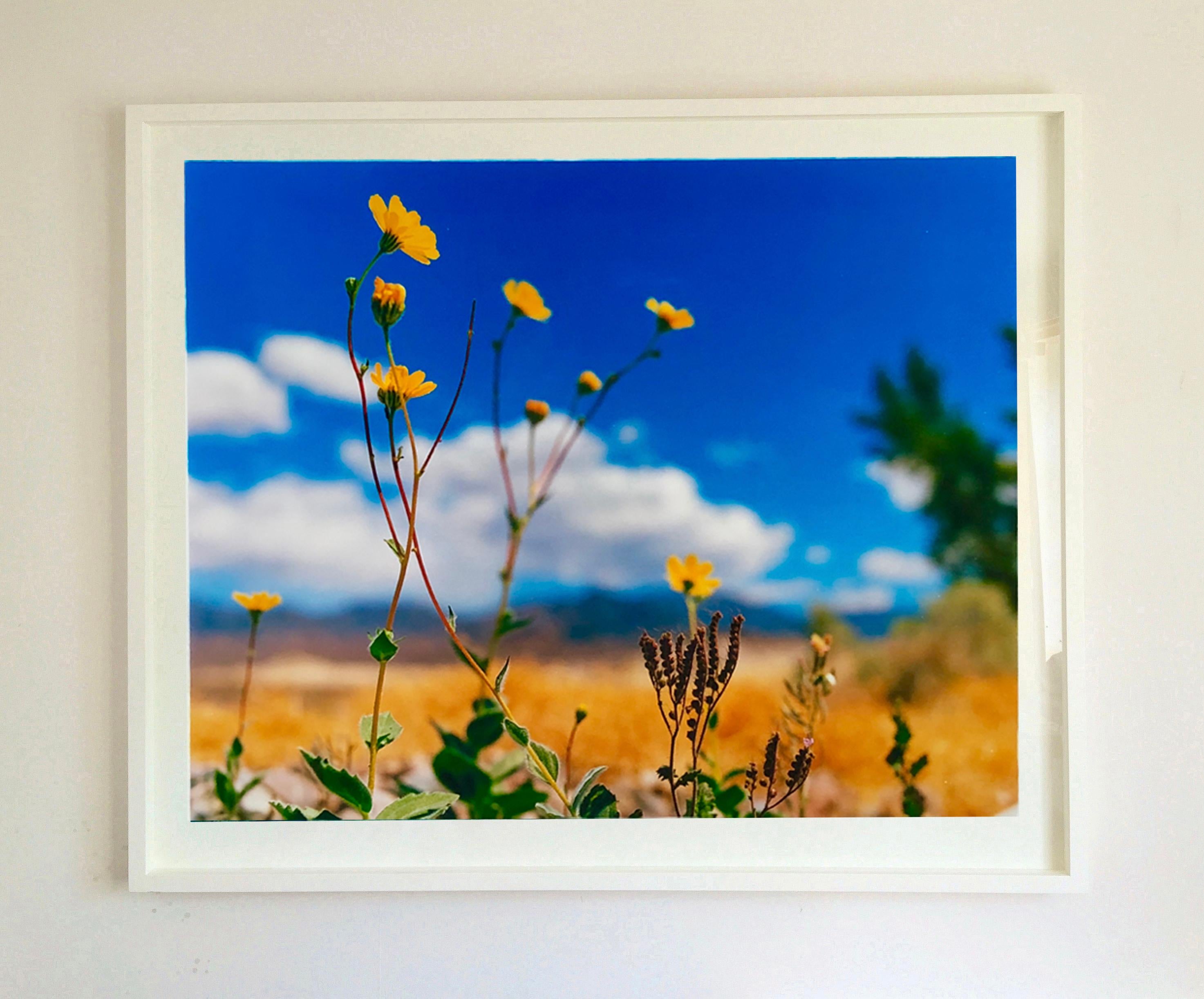 'Hell's Gate', part of Richard Heeps 'Dream in Colour' Series, this beautiful bright capture of the desert flower was taken at the gateway to Death Valley shortly after rainfall.

This artwork is a limited edition of 25, gloss photographic print.