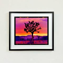 Paysage de l'arbre de Joshua, désert de Mojave, Californie - Photographie de paysage américain