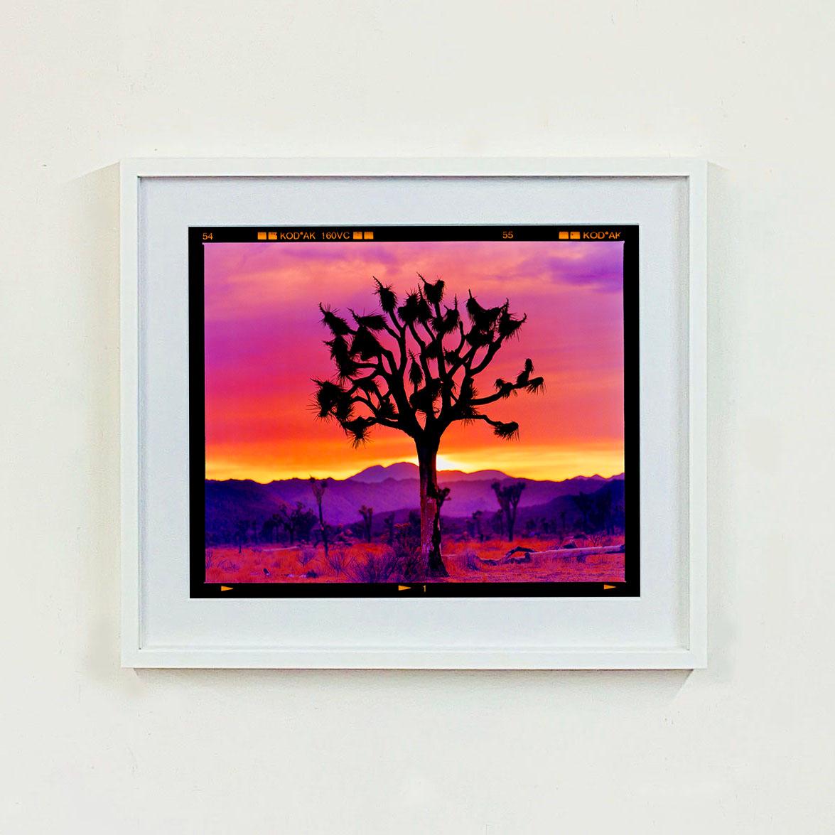 Photographie du paysage du désert américain de Joshua Tree, tirée de la série Dream in Colour de Richard Heeps. L'emblématique arbre de Joshua se dresse fièrement en silhouette sur les riches teintes magiques du ciel du désert au coucher du