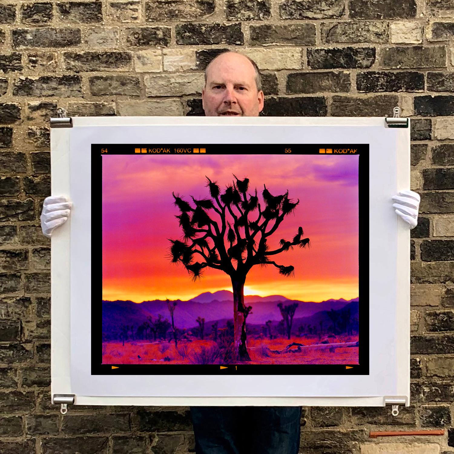 Paysage de l'arbre de Joshua, désert de Mojave, Californie - Photographie de paysage américain en vente 1