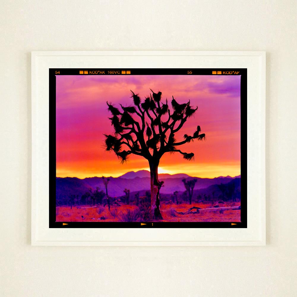 Paysage de l'arbre de Joshua, désert de Mojave, Californie - Photographie de paysage américain en vente 2