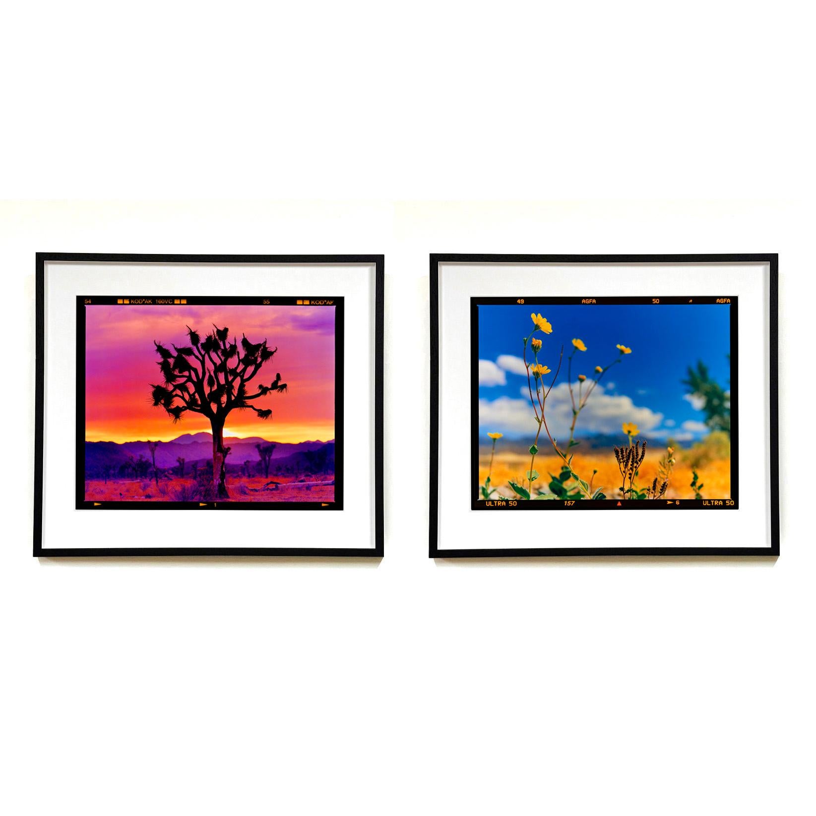 Paysage de l'arbre de Joshua, désert de Mojave, Californie - Photographie de paysage américain en vente 3
