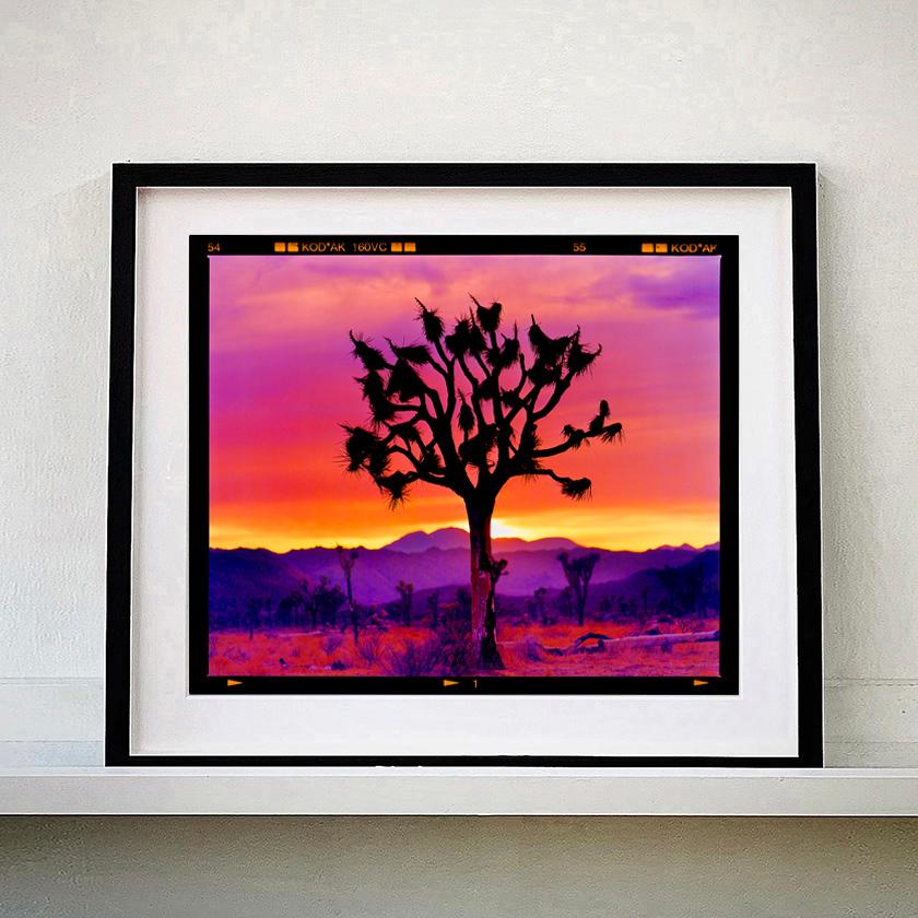 Paysage de l'arbre de Joshua, désert de Mojave, Californie - Photographie de paysage américain en vente 4