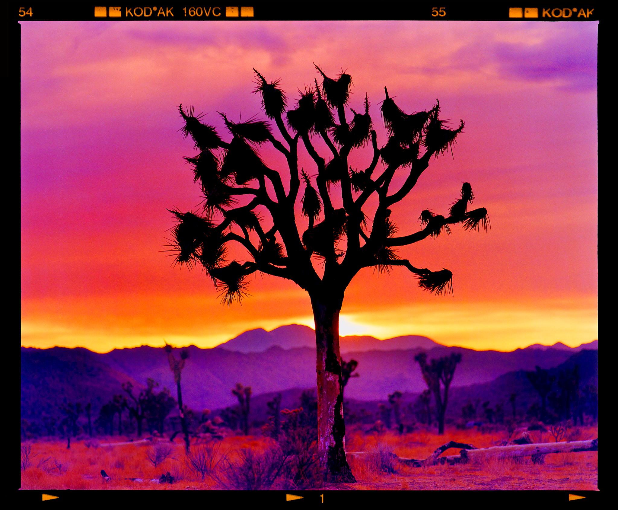 Color Photograph Richard Heeps - Paysage de l'arbre de Joshua, désert de Mojave, Californie - Photographie de paysage américain