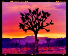 Paysage de l'arbre de Joshua, désert de Mojave, Californie - Photographie de paysage américain