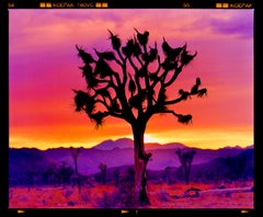 Joshua Tree Landschaft, Mojave-Wüste, Kalifornien – amerikanische Landschaftsfotografie