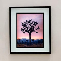 Joshua Tree, Mojave Desert, California - American landscape color photography