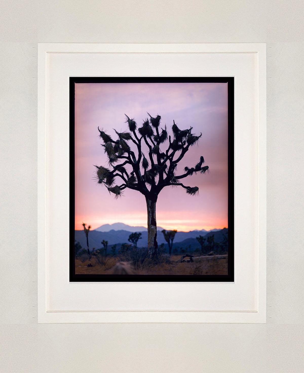 Joshua Tree, Mojave Desert, California - American landscape color photography - Photograph by Richard Heeps