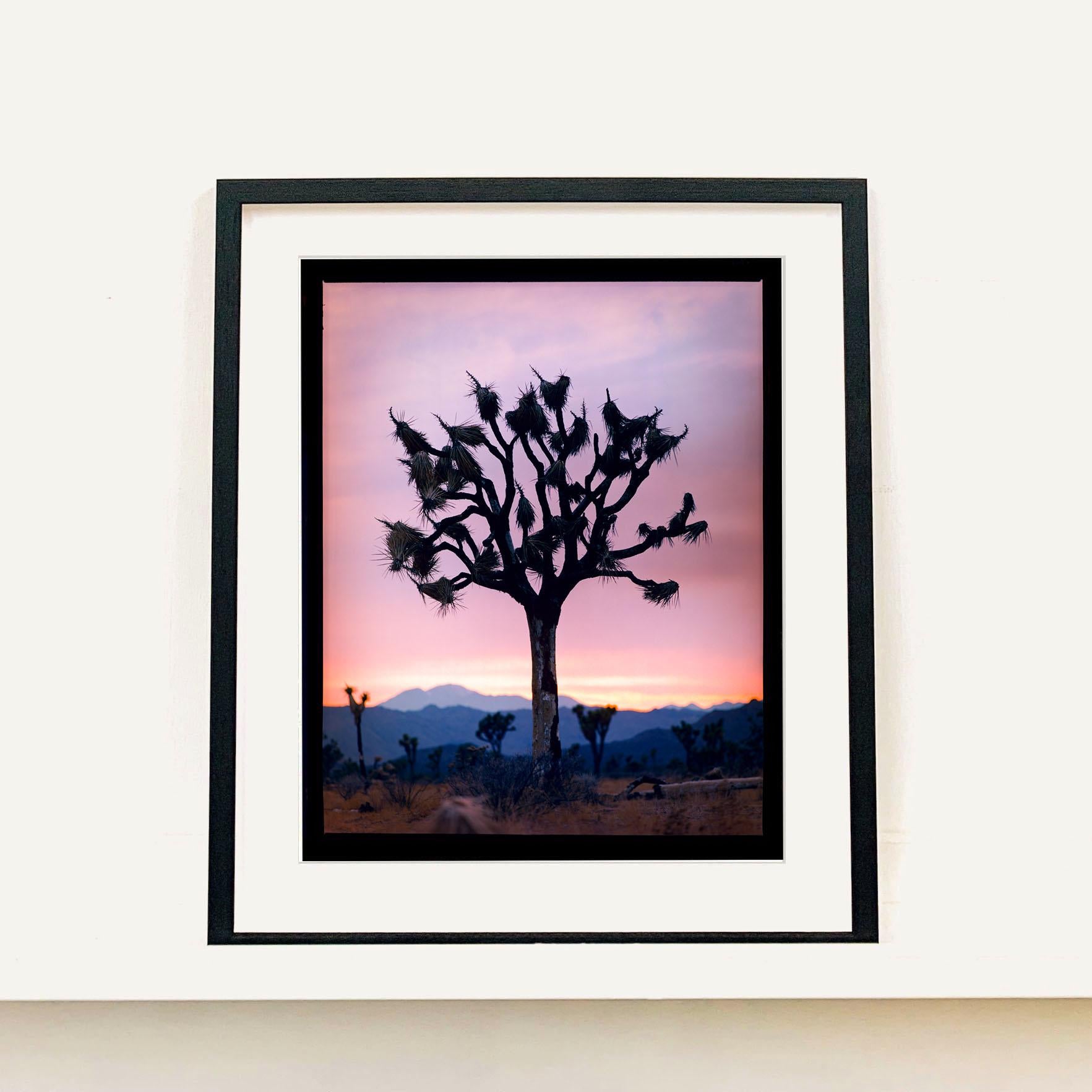 Joshua Tree, Mojave Desert, California - American landscape color photography For Sale 2