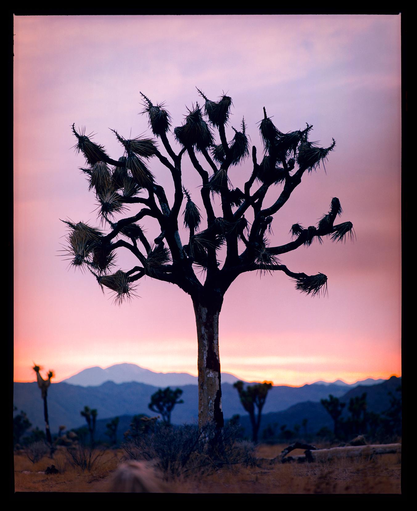 Richard Heeps Landscape Photograph - Joshua Tree, Mojave Desert, California - American landscape color photography