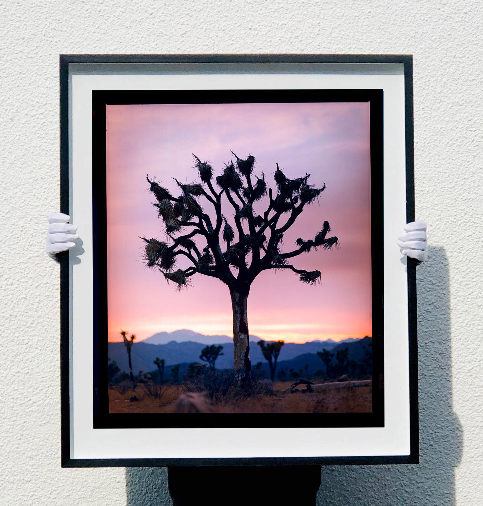 Joshua Tree, Mojave Desert, California (L)- American landscape color photography - Photograph by Richard Heeps