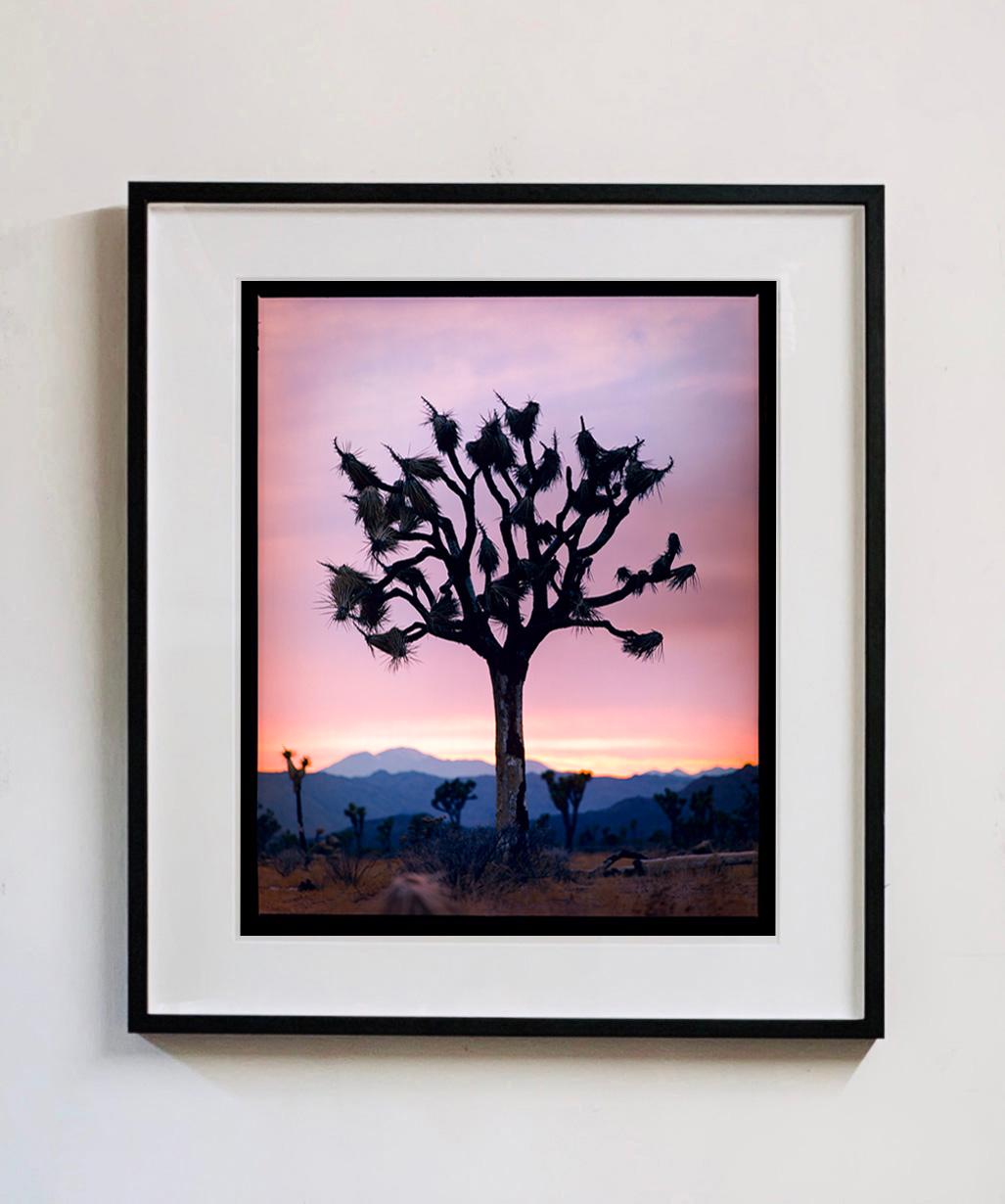 Joshua Tree, Mojave Desert, California (M)- American landscape color photography - Photograph by Richard Heeps